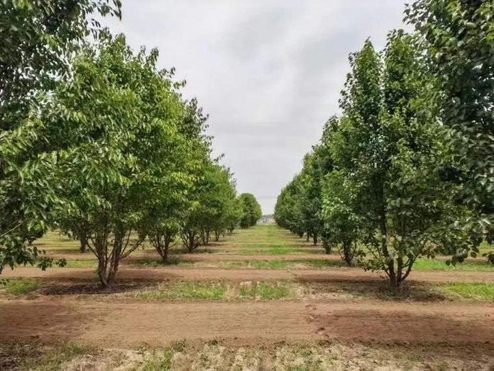 1754703869836607.jpeg 1750404945409763.jpeg