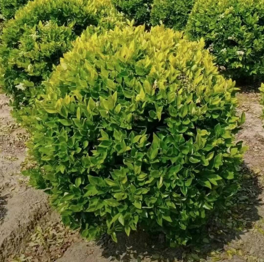 1754966852556790.jpg 1750402315561075.jpg