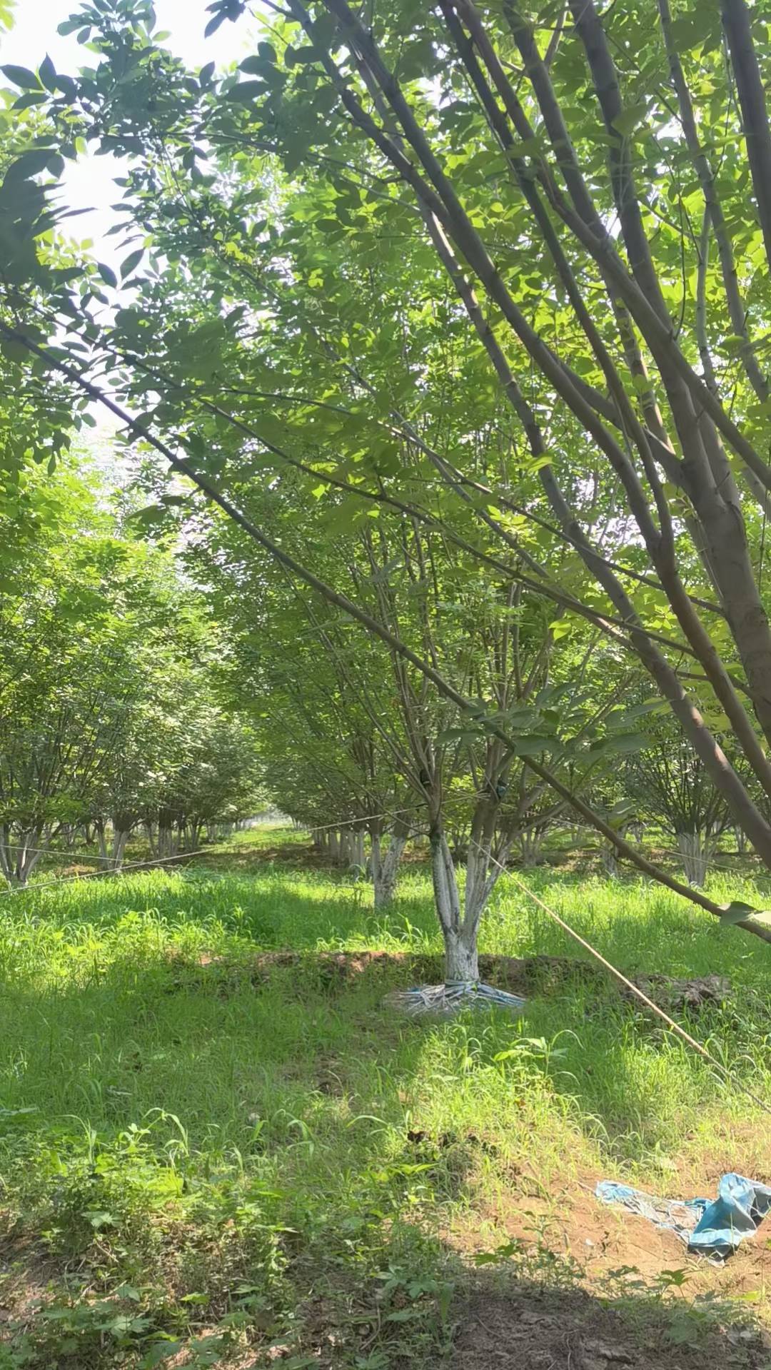 1755305355159051.jpg 1750402100816033.jpg