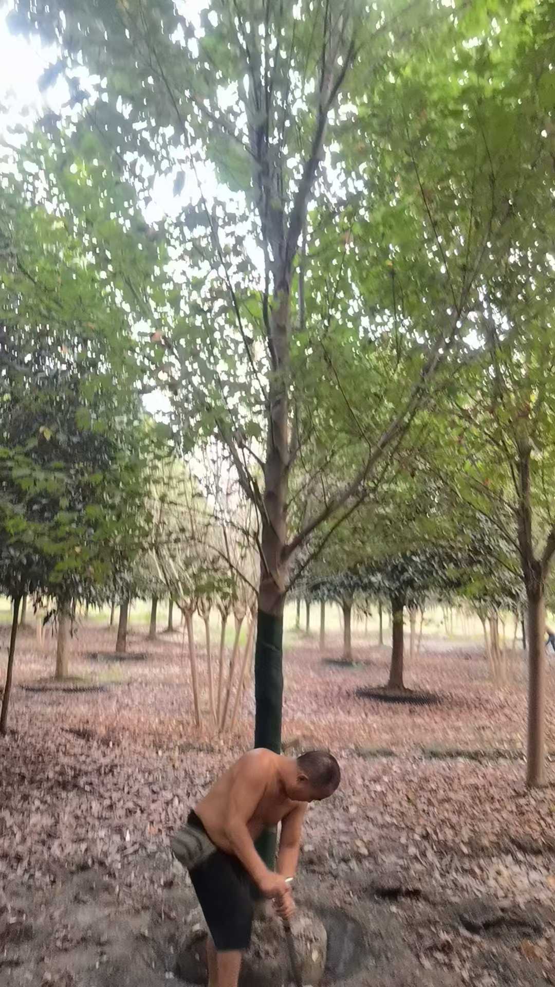 1756695930417250.jpg 1750404445980494.jpg