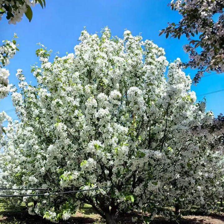 1756695961107558.jpeg 1750406513744049.jpeg