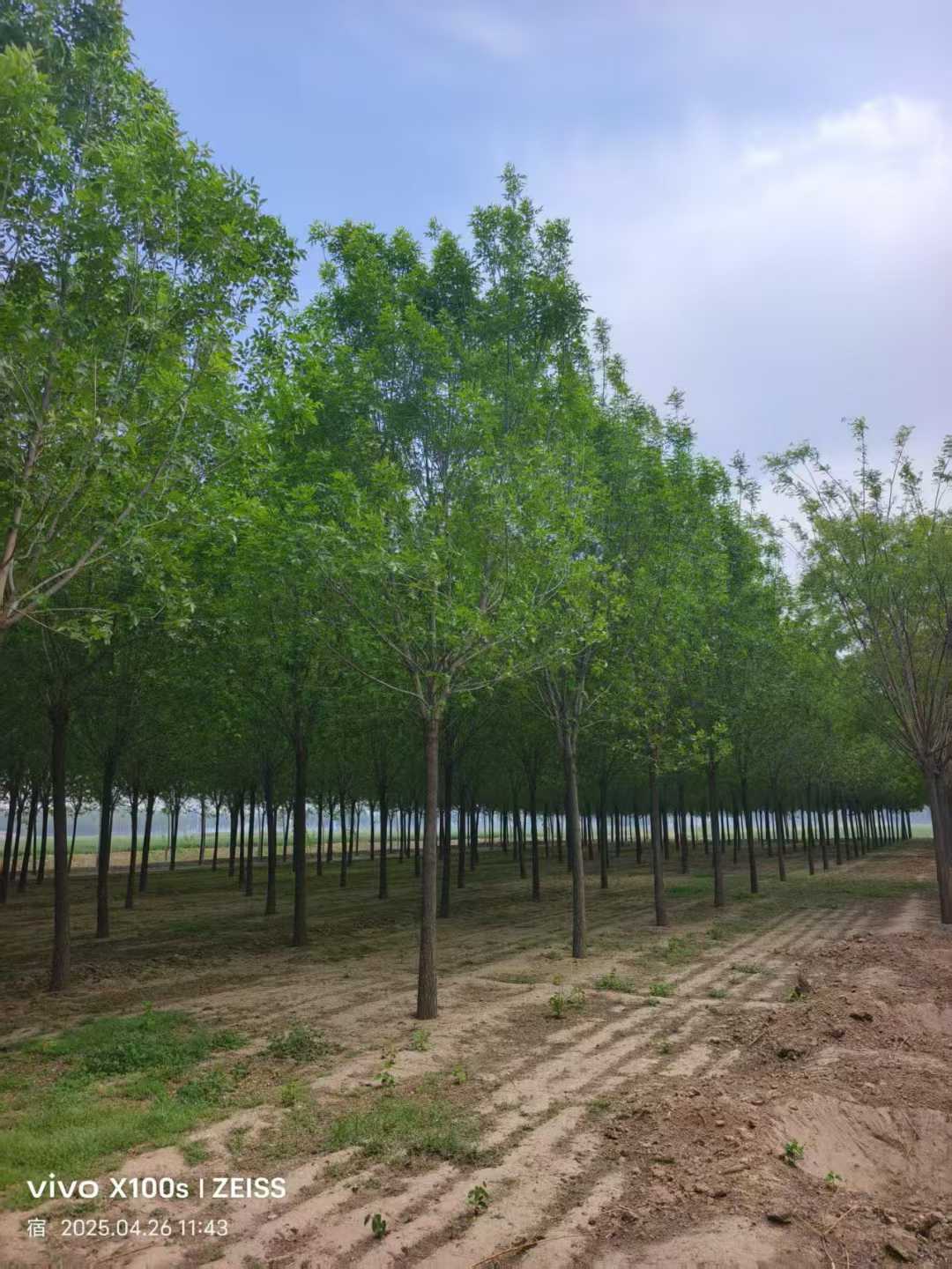 1757033463943192.jpg 1750401901701498.jpg