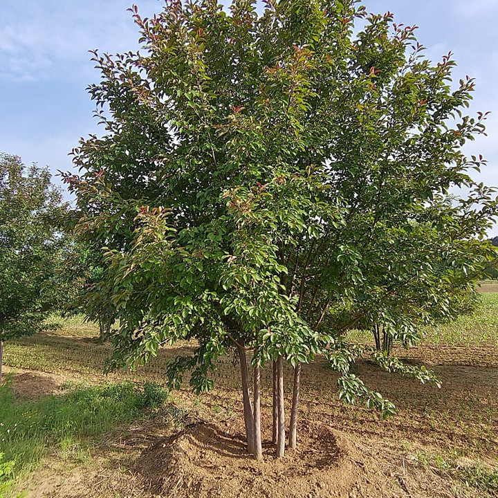 1757982915797259.jpg 1750404247245940.jpg