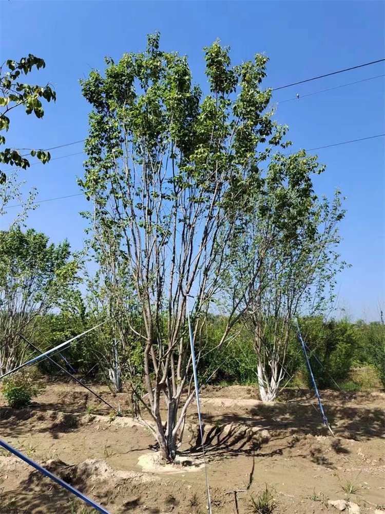 1758504106433918.jpeg 1750404667312782.jpeg