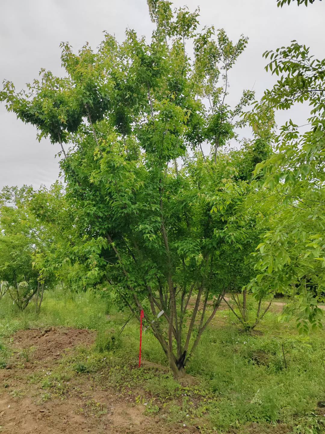 1750402234534998.jpg 微信圖片_20250620145005.jpg